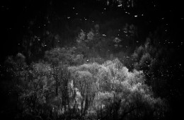 reflection dark forest