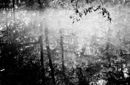 pond reflection forest