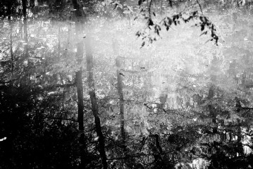 pond reflection forest