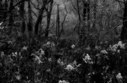 forest dramatic dark scenery